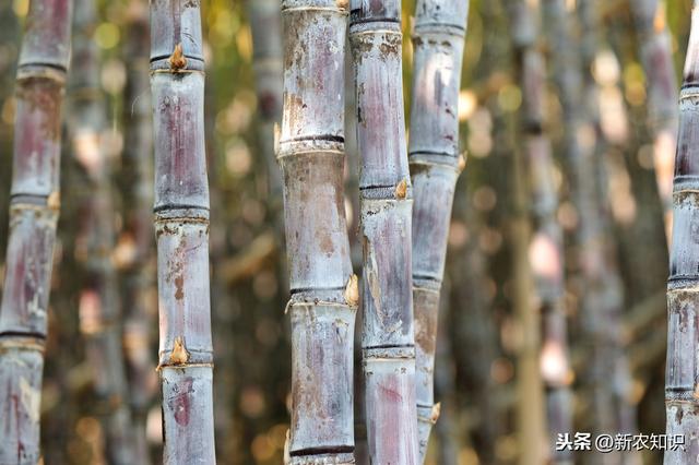 甘蔗种植技术与田间管理方式，科学种植收益高，蔗农多参考参考