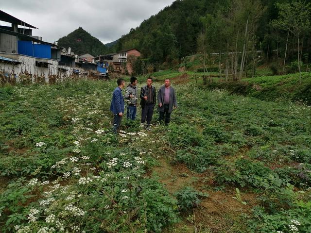 原创｜前胡种植土专家 致富不忘带乡邻