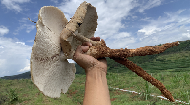 实现鸡枞自由！南华育出“菌中之王”