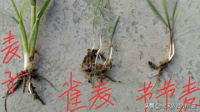 麦地里的节节麦杂草难防治？选对药物、找准时机、用对方法并不难