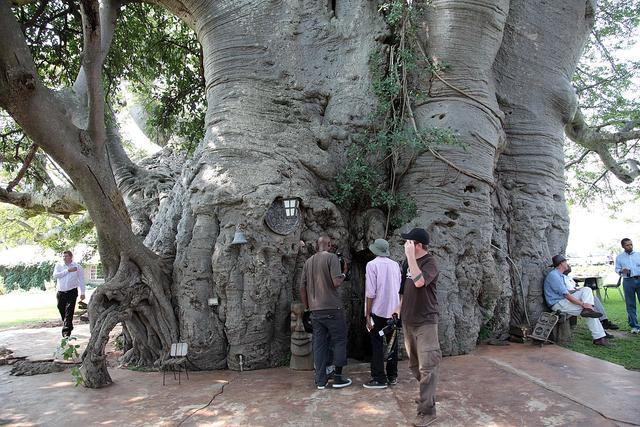 猴面包树寿命可达5000年，能吃能喝又能住，引进中国后却大变样？