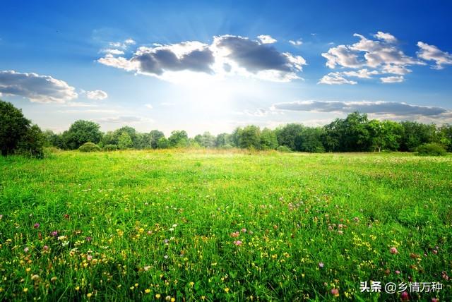 家庭种植的乐趣：与花草共同创造美丽风景