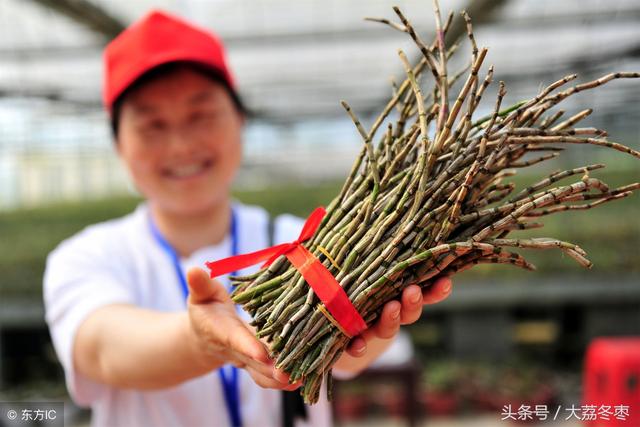 药用种植类——铁皮石斛种植方法