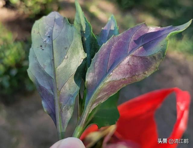 风味独特的“懒人菜”紫背菜周年种植6个关键技术点，点点均重要