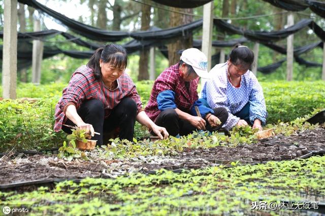 楠木系列知识介绍之四——楠木良种壮苗如何培育