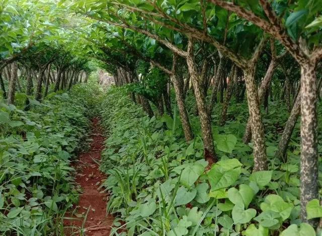 种植魔芋要想产量高，经济效益好，一定要满足这6个条件