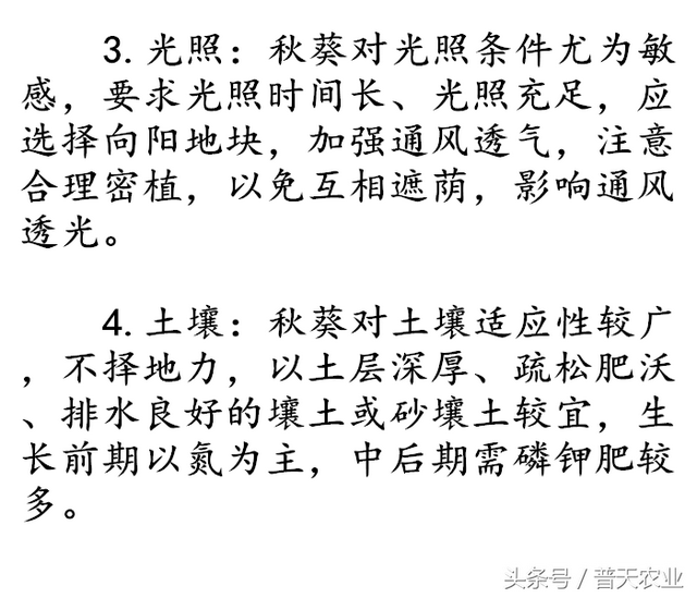 秋葵什么时候播种最好？秋葵的种植时间和种植条件