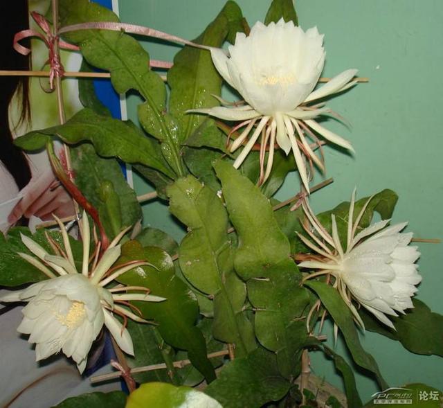 昙花爱吃猪肉，花盆埋2块，叶子肥，花苞压弯枝条，开成月下美人