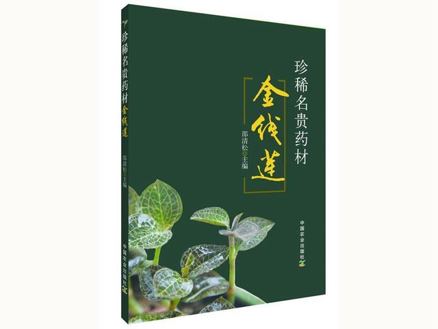 如何栽培名贵药材金线莲？