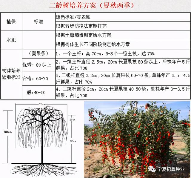 “良种+良方”枸杞高效种植模式，高产稳产不是梦