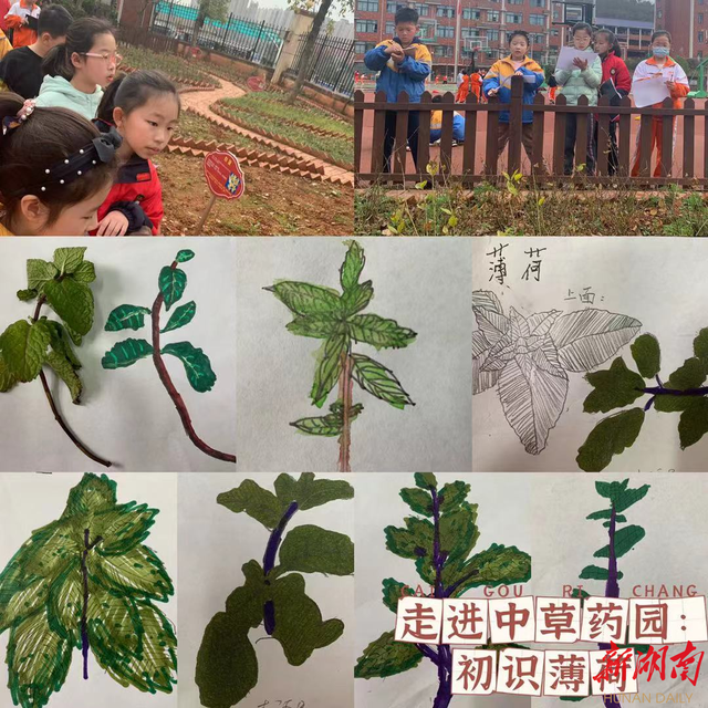 “植”此青绿，草药飘香——博才白鹤小学植树节中草药专题劳动课别具风味