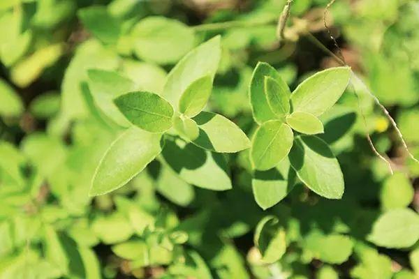 金银花的扦插、播种和开花结果，种家里天天闻着香味