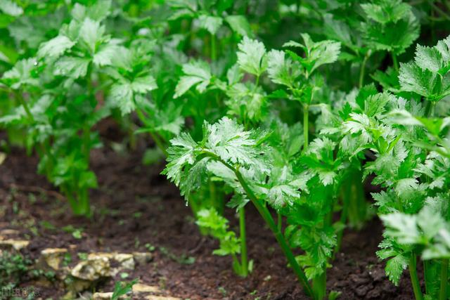 有机农业蔬菜的种植技术，栽后管理是什么？通通教给你