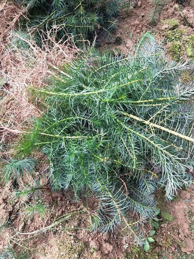 湿地松什么时候移栽？湿地松的种植与管理技术