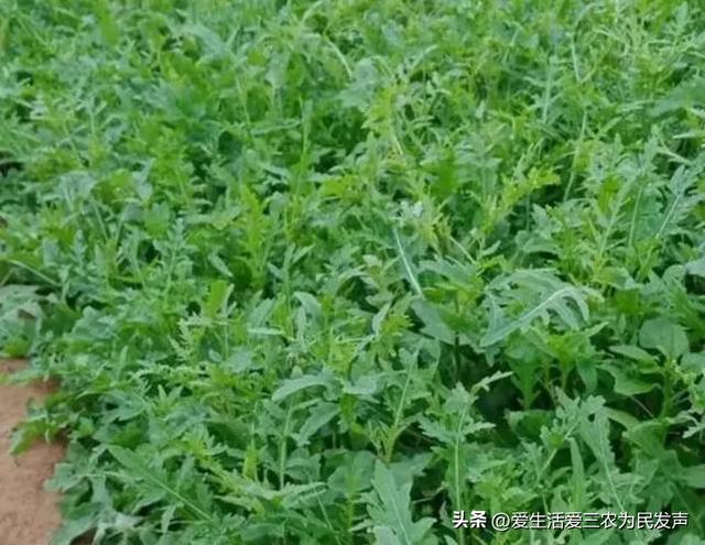 亩产4000斤，10元1公斤不愁卖，种植什么蔬菜利润这么高？