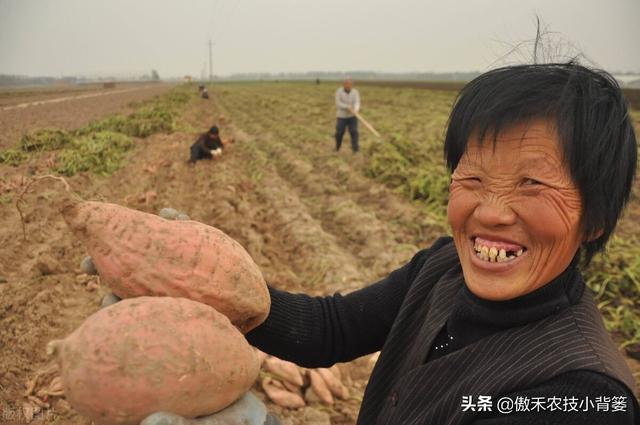 实现红薯高产多收并不难，种植管理技巧一定要掌握好