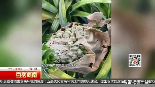 上百亩凤梨成“太阳果”农技中心：与套袋质量有关