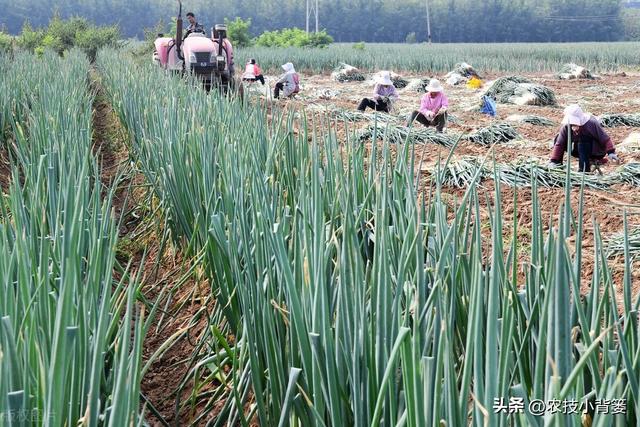 怎样让大葱的葱白更粗更长、产量品质更好？告诉你9个种植技巧