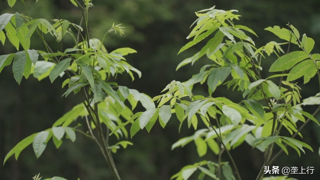 从伐木到植绿，鹤峰“光头强”七年种下百万棵青钱柳