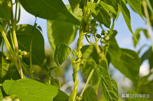 塑料大棚豇豆栽培技术，掌握高产栽培技术，管理轻松产量高