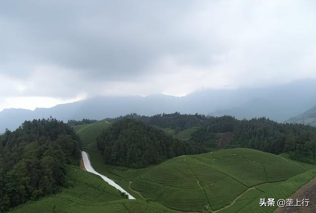 从伐木到植绿，鹤峰“光头强”七年种下百万棵青钱柳