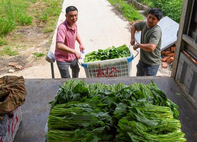 四季种植不断茬，蔬菜大棚变身“致富棚”