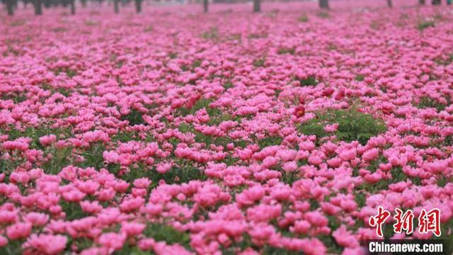 安徽亳州：芍药花开香满城“云上”赏花话养生