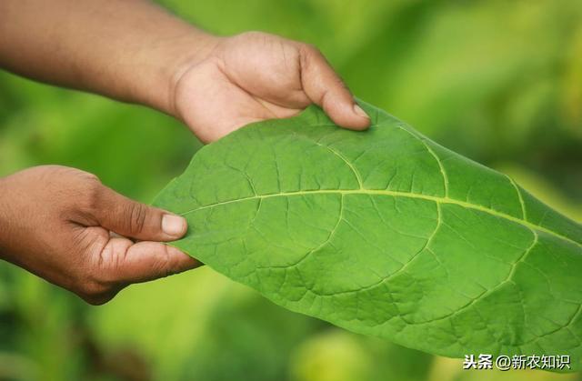 烤烟高质量栽培技术，种植户不要错过，加快农民脱贫致富步伐