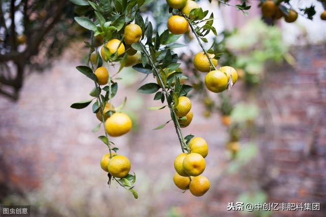 柚子树怎么种植合适？