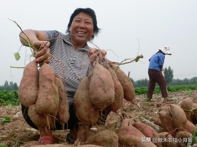 实现红薯高产多收并不难，种植管理技巧一定要掌握好