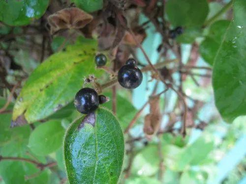 金银花的扦插、播种和开花结果，种家里天天闻着香味