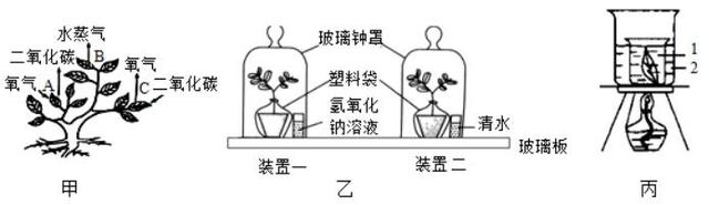 中考试题汇编，七年级生物上册《生物圈中的绿色植物》质量检测