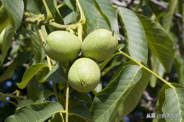 核桃栽培技术及病虫害防治方法，种植户们看一看！不要错过了哟