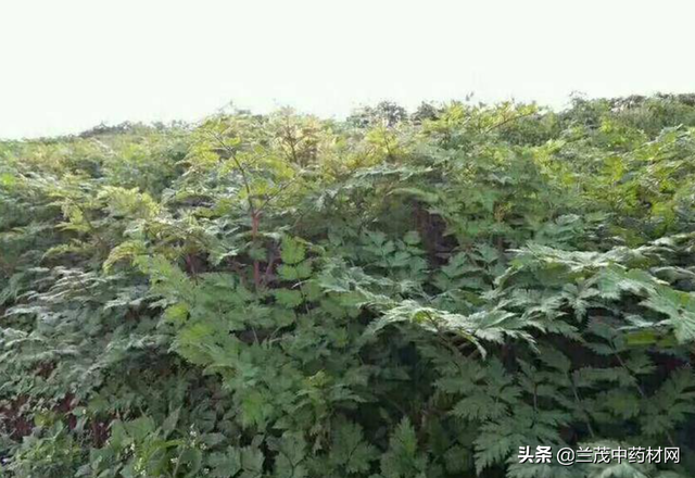 云南昆明地区重点发展中药材种植品种有哪些？你知道吗？