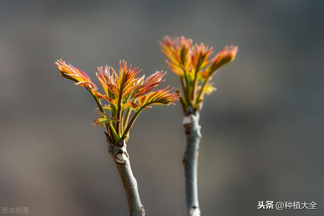 香椿大棚栽培技术，要点有哪些？这几点你可能还不知道