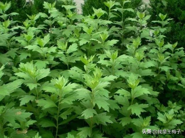 四川农村喜欢的野菜，罗列12种出来，今年春季尝鲜看看你吃过几种