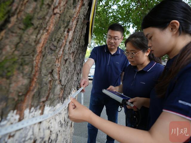 C视频｜望闻问切+拍X光  “树医生”给180多岁古桑树做“体检”