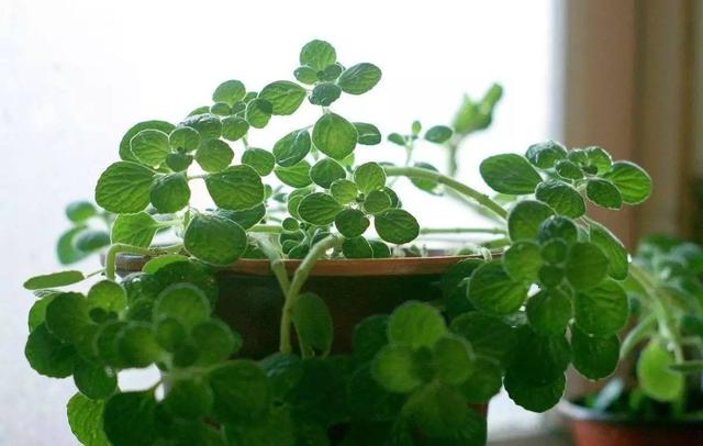 3种特别芳香的“植物”，适合养室内，枝叶旺盛香气飘飘