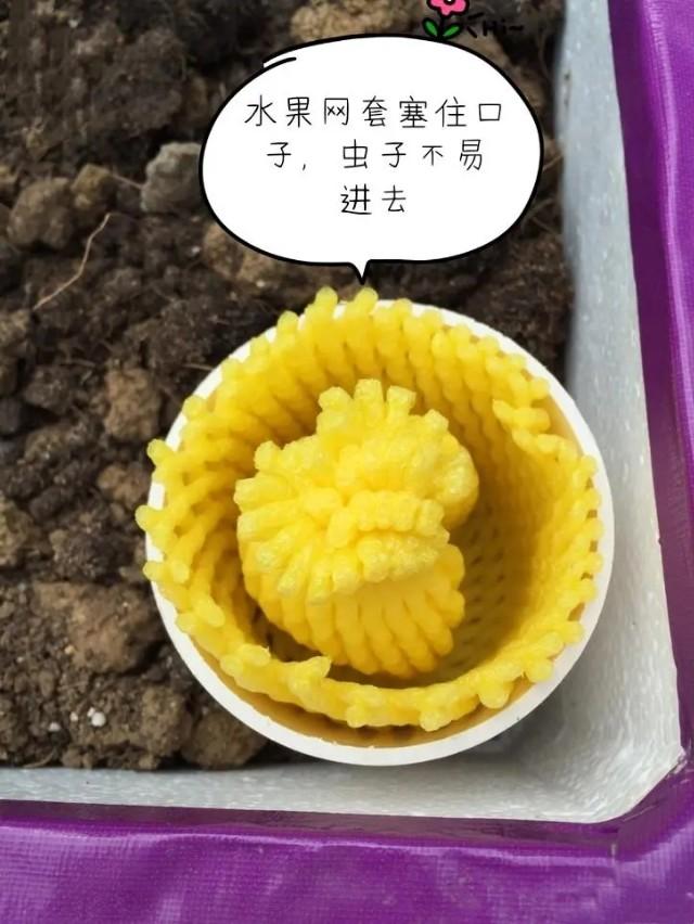 乐夕：楼顶阳台种菜，试试这样自制免浇灌种菜箱，一个月不用浇水