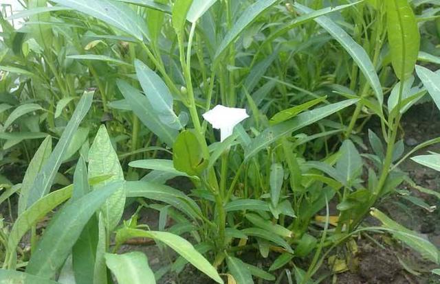 空心菜不仅好吃，其实也容易栽种，掌握4个种植技巧，想吃就摘