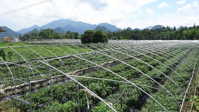 广西灌阳：蔬菜大棚鼓起农民的口袋