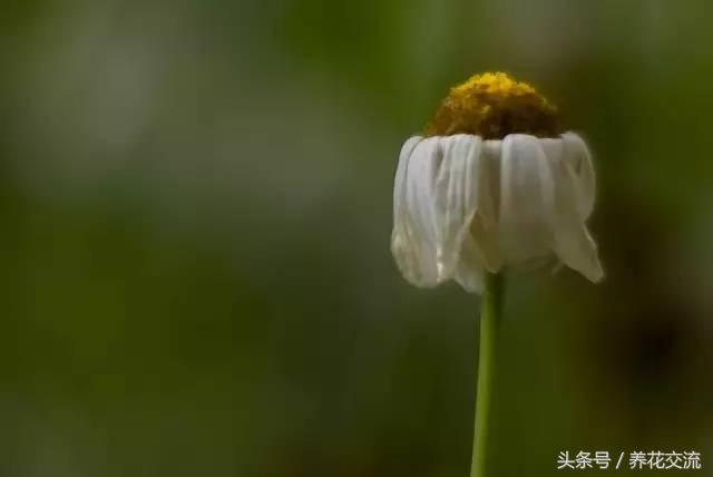 养护盆栽植物的9个主要的技巧，新手就不要错过了