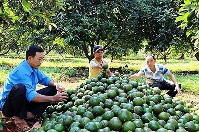 牛油果：一个精心策划的健康骗局，暴利程度和石油不相上下