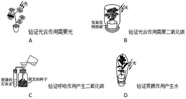 中考试题汇编，七年级生物上册《生物圈中的绿色植物》质量检测