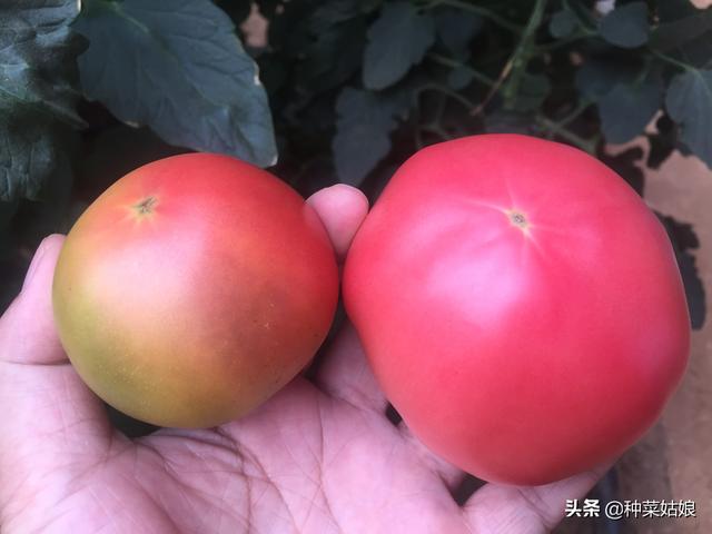 要想种好菜，先要养好根，掌握这些养根方法，蔬菜长得棒棒哒