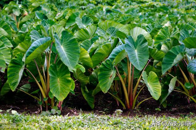 要想芋头种植产量大、品质高、收益好，这些种植管理技巧要知道