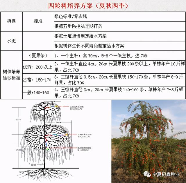 “良种+良方”枸杞高效种植模式，高产稳产不是梦