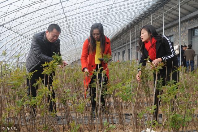 近年来，香椿越来越受欢迎，前景越来越不错，该怎么人工栽培呢？