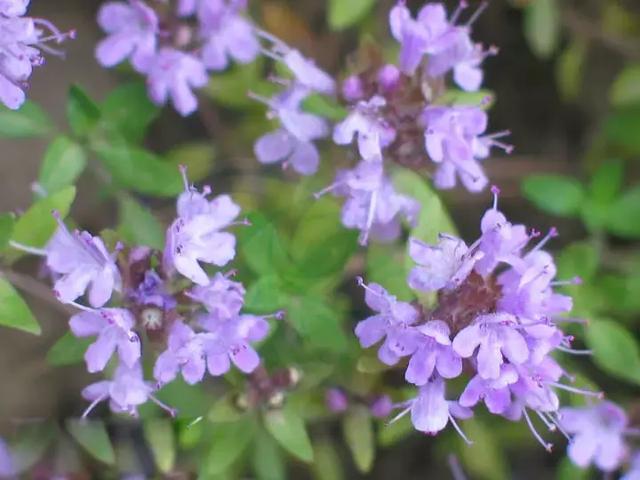 阳台种花种菜不稀奇，会种草药算本事~10种草药自种法，快种起来~