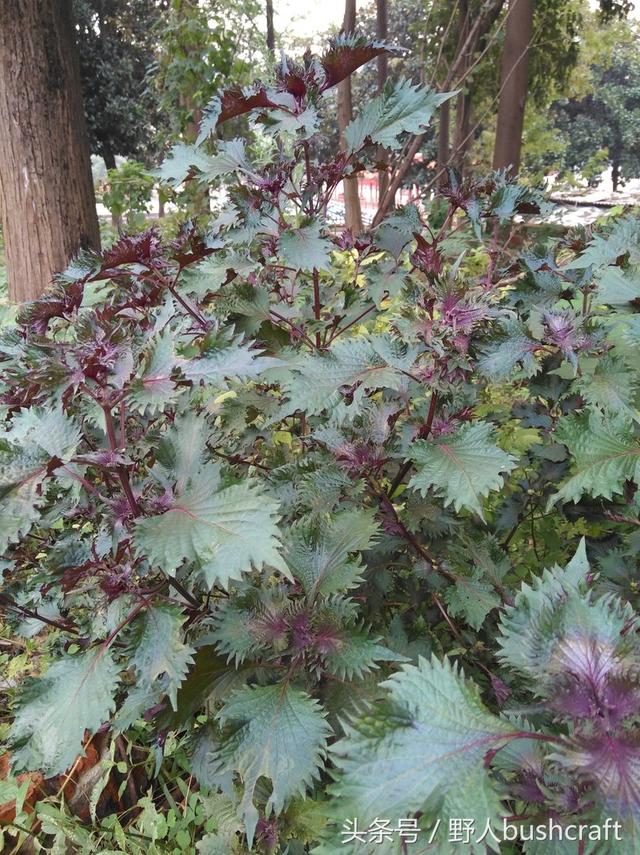 想给孩子补充DHA，植物也能办到！